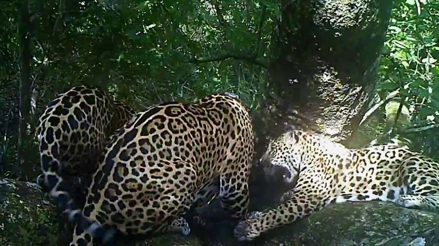 Jaguars, Brazil's Super Cats