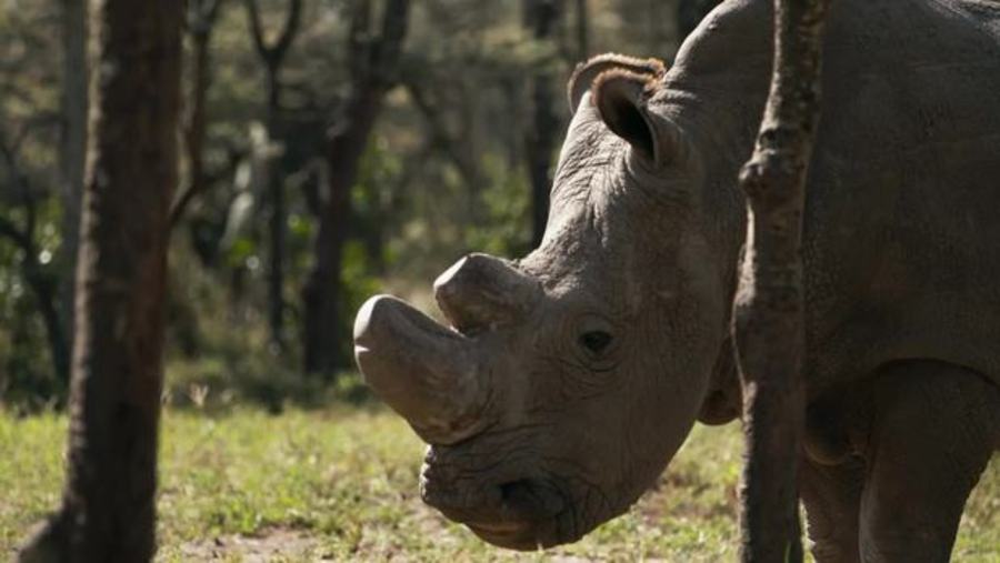 Sudan, The Last of the Rhinos