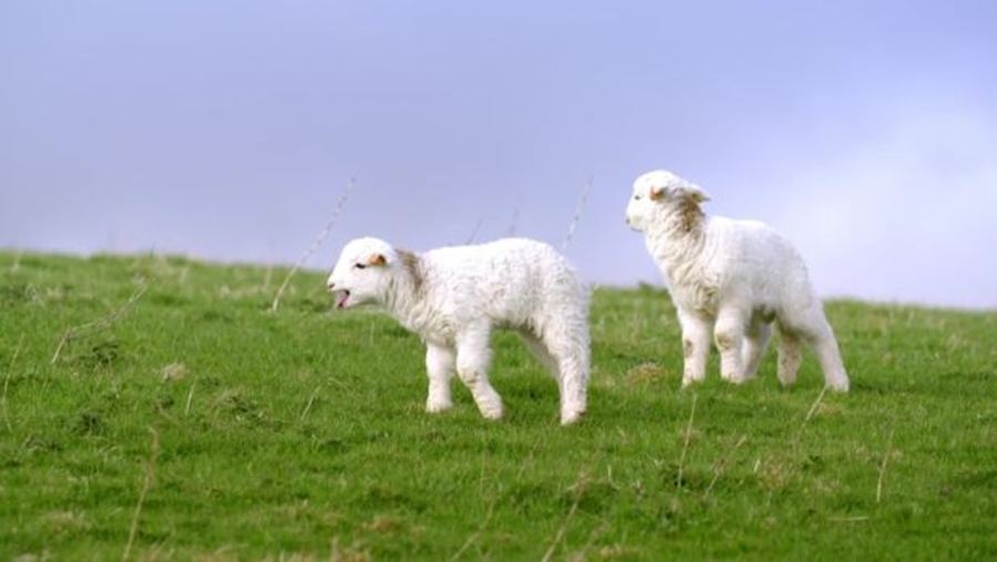 Secret Life of Farm Animals, Sheep