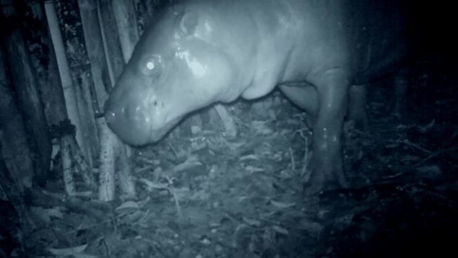 Operation Pygmy Hippo