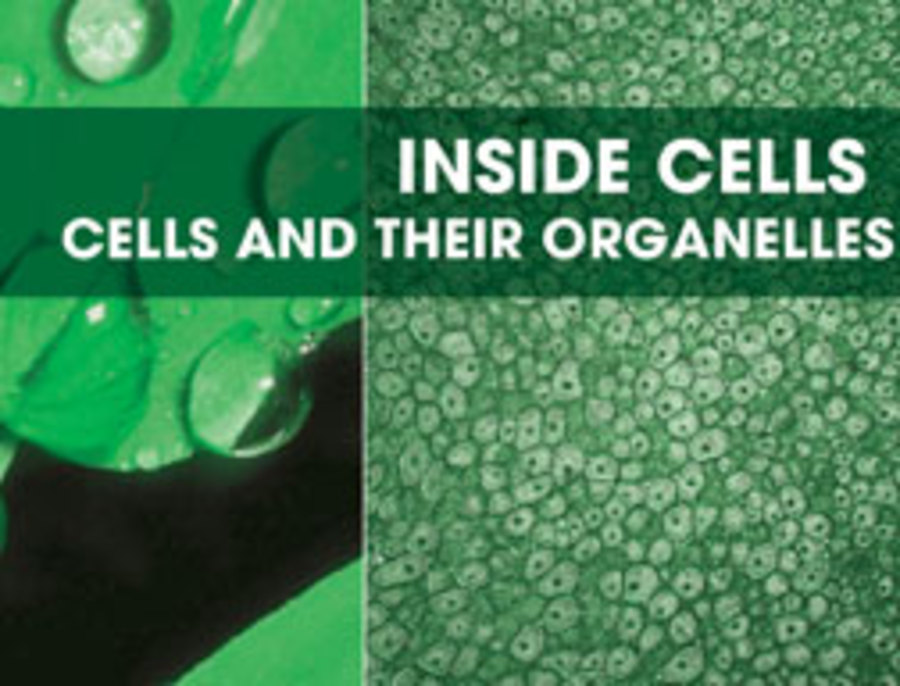 Inside cells : cells and their organelles