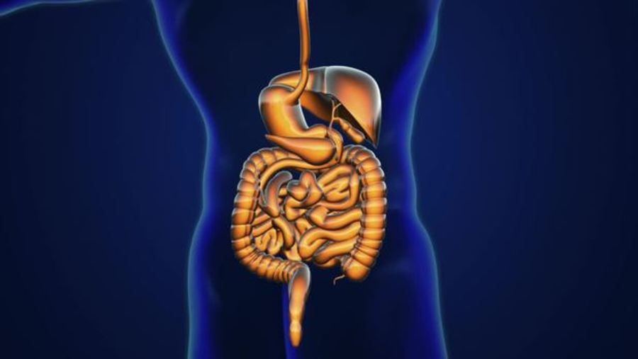 Digestive and Excretory System (Revised)