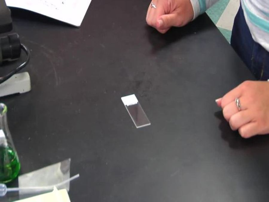 Lab Safety : Prepare and Observe a Microscope Slide