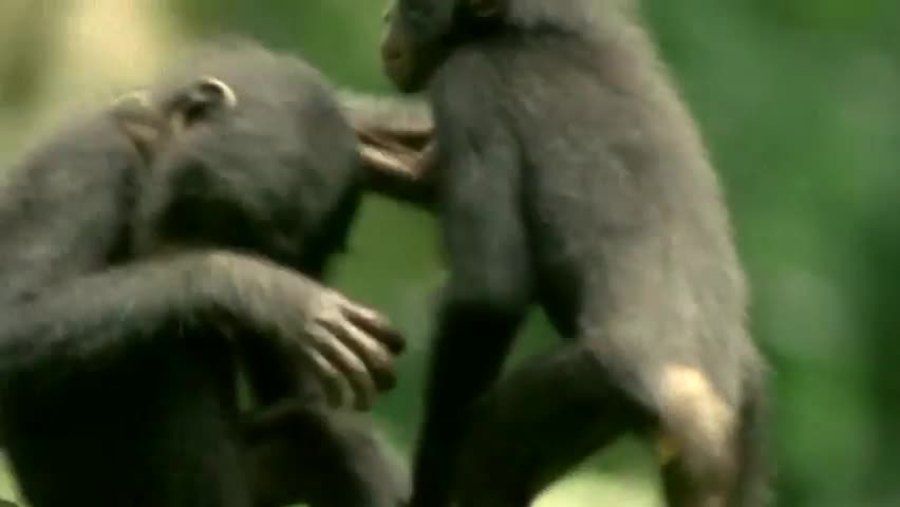 Natural World, Bonobo - Missing in Action