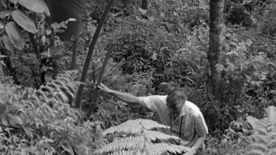 Attenborough And the Giant Egg