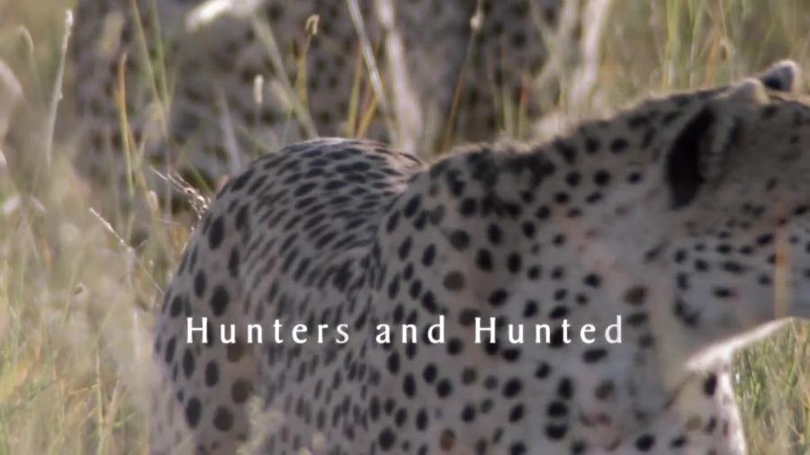 Life, Hunters And Hunted