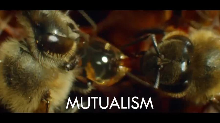 Electric Buzzaloo, How Bees See the Invisible