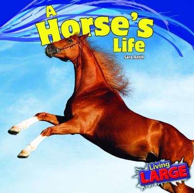 A horse's life