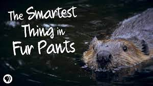Beavers : The Smartest Things in Fur Pants
