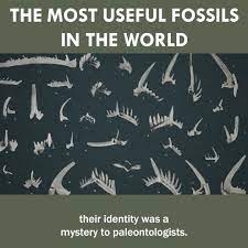The Most Useful Fossils In The World