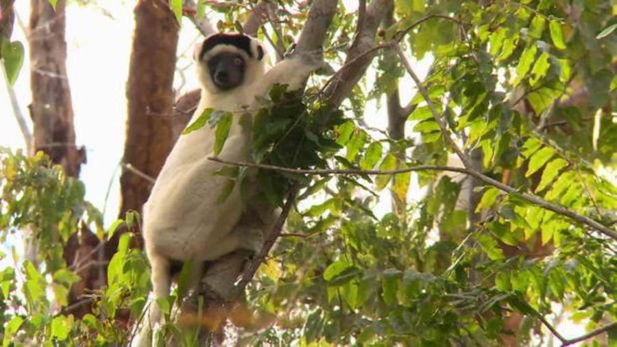 Ghosts of Madagascar : Shane Untamed