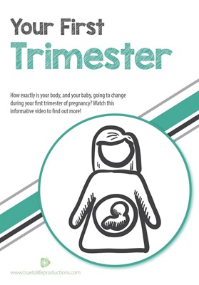 Your First Trimester