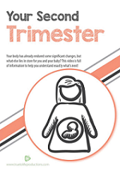 Your Second Trimester