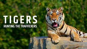Tigers : Hunting the Traffickers