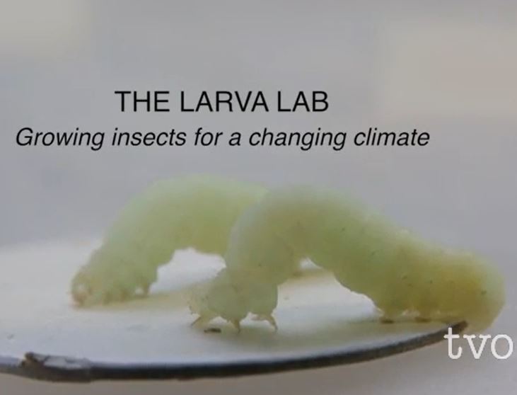 Climate Watch Shorts : The larva lab
