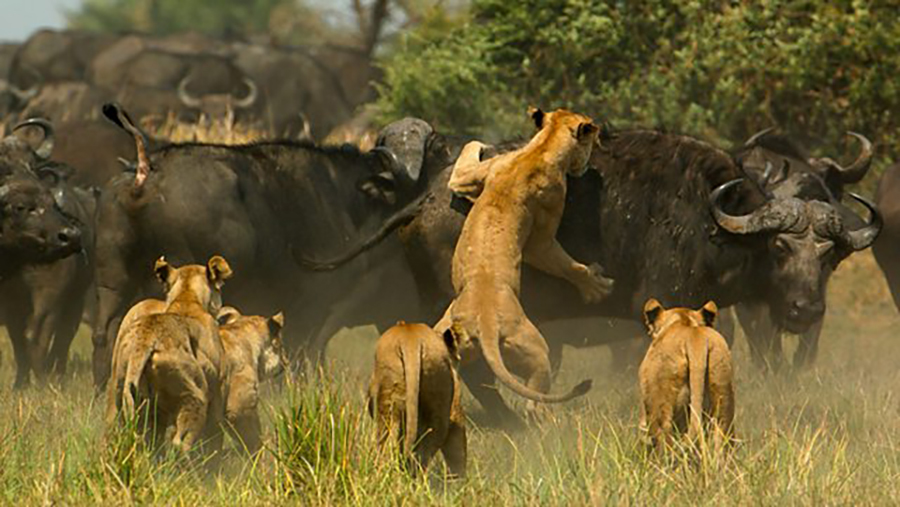 Serengeti : Nature's Microworlds