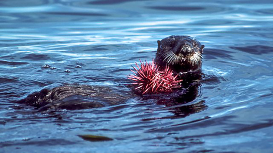 Monterey Bay : Nature's Microworlds