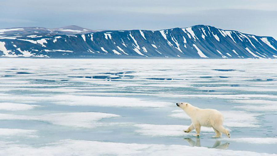 Svalbard : Nature's Microworlds