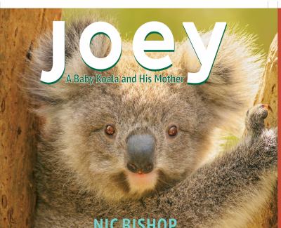 Joey : a baby koala and his mother