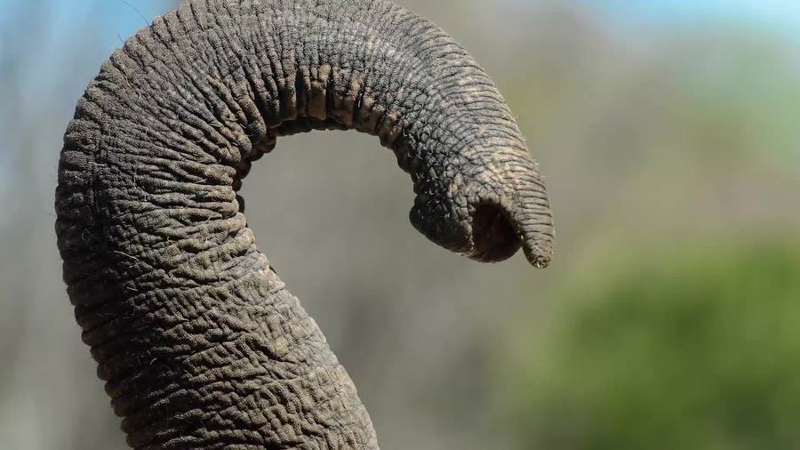 Elephants, Fun Facts and How To Ensure Their Survival