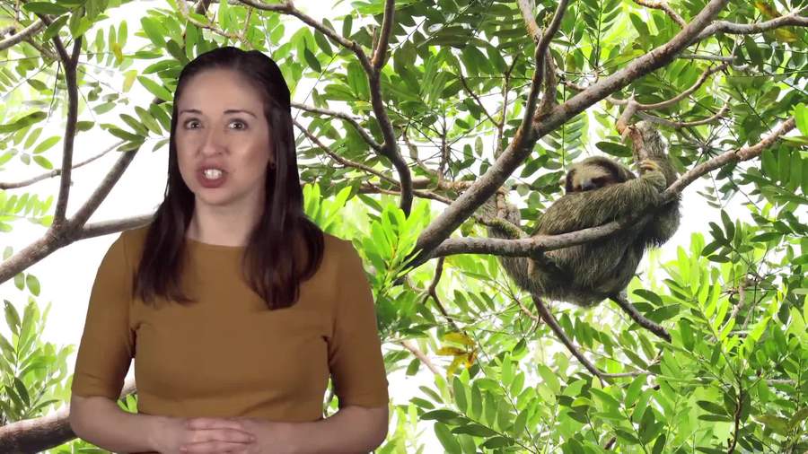 Sloths And Their Wacky World