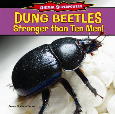 Dung beetles : stronger than ten men!