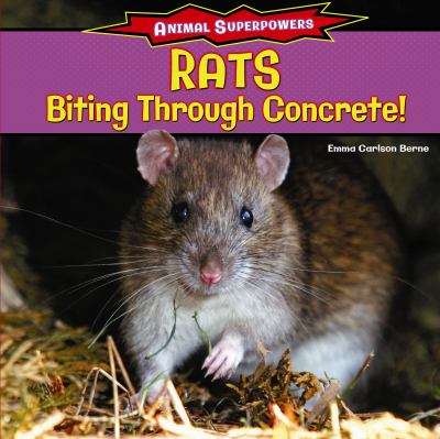 Rats : biting through concrete!