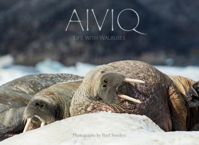 Aiviq  : life with walruses