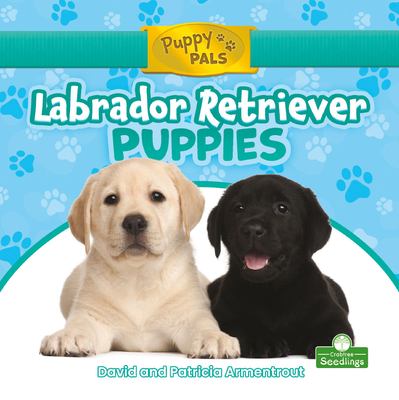 Labrador retriever puppies