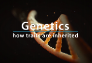 Genetics : How Traits Are Inherited