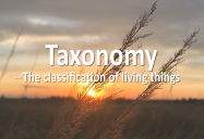 Taxonomy : The Classification of Living Things