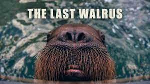 The Last Walrus