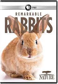 Remarkable Rabbits