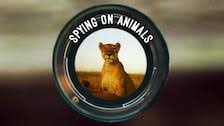 Spying on Animals