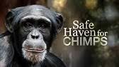 Safe Haven for Chimps