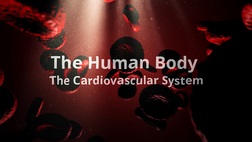 The Human Body : The Cardiovascular System