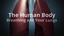 The Human Body : Breathing and Your Lungs