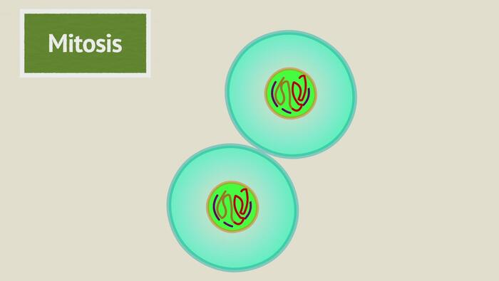 What is Mitosis and Meiosis?