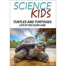 Turtles and Tortoises : Life in the Slow Lane