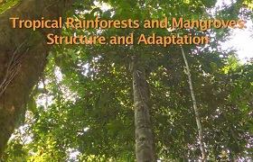 Tropical Rainforests and Mangroves : Structure and Adaptation