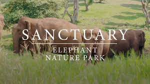 Elephant Nature Park : Sanctuary