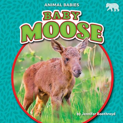 Baby moose
