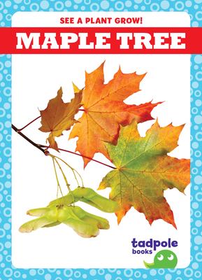 Maple tree