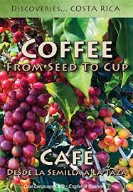 Coffee From Seed To Cup