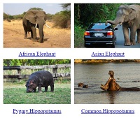 Elephants, Rhinos, and Hippos Digital Scavenger Hunt