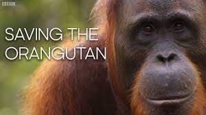 Red Ape : Saving The Orangutan