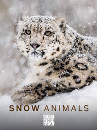 Snow Animals