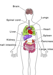 Human Body Organs Interactive