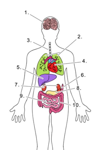 Human Body Organs Label-me Quiz