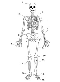Human Skeleton Label-me Quiz